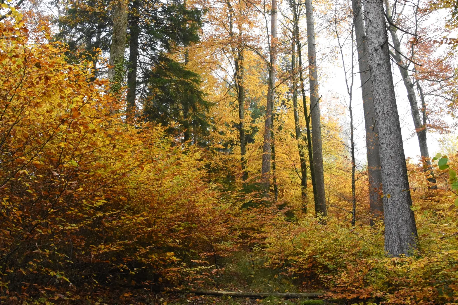 Image3